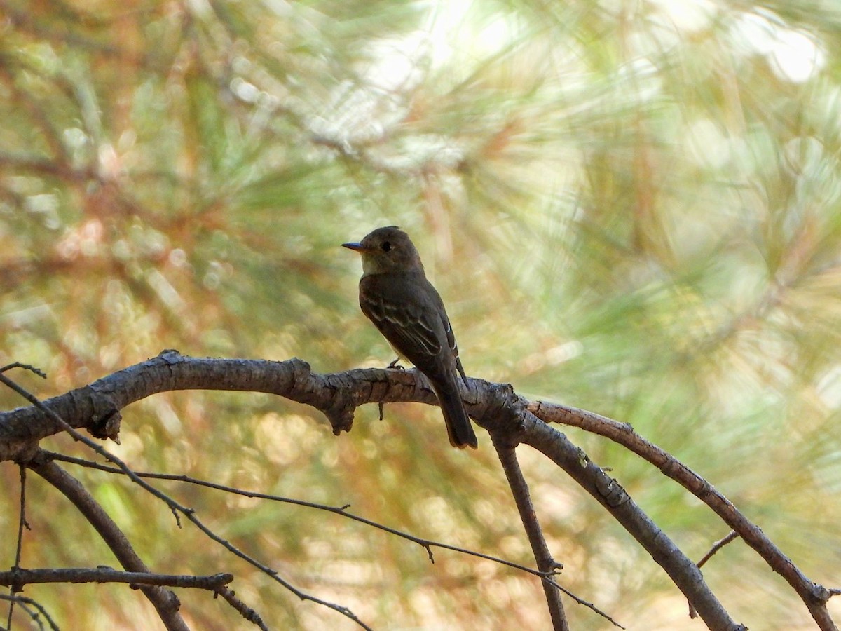 Western Wood-Pewee - ML246647871