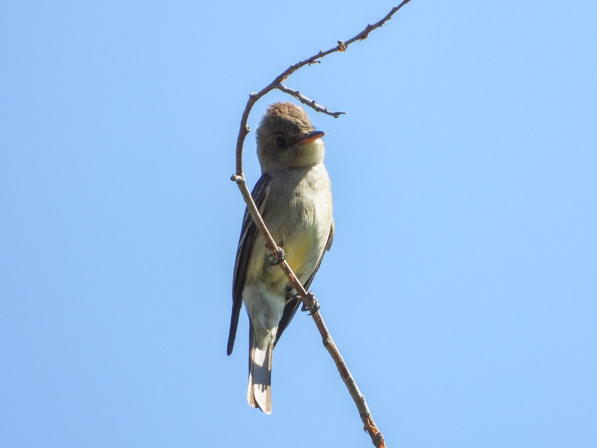 Western Wood-Pewee - ML246648251