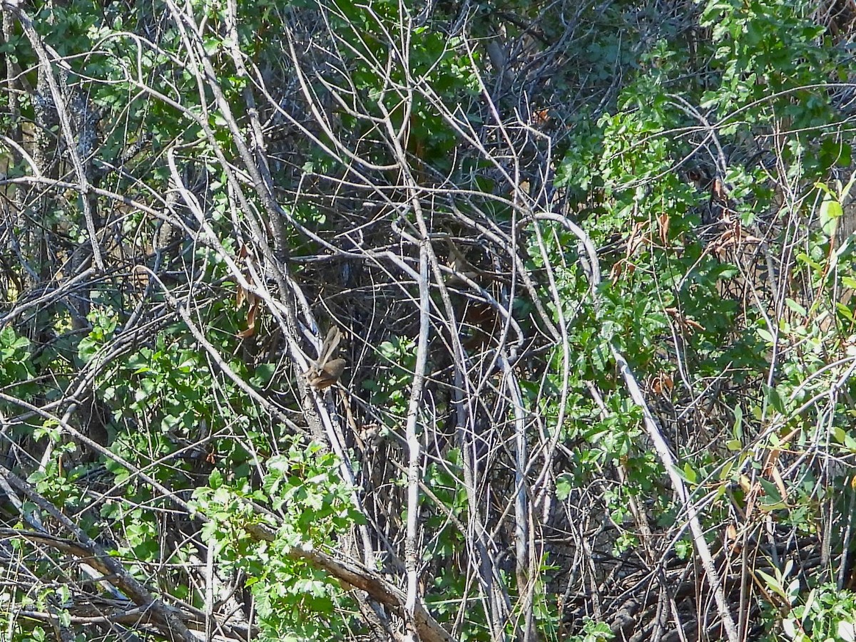 Wrentit - ML246648351