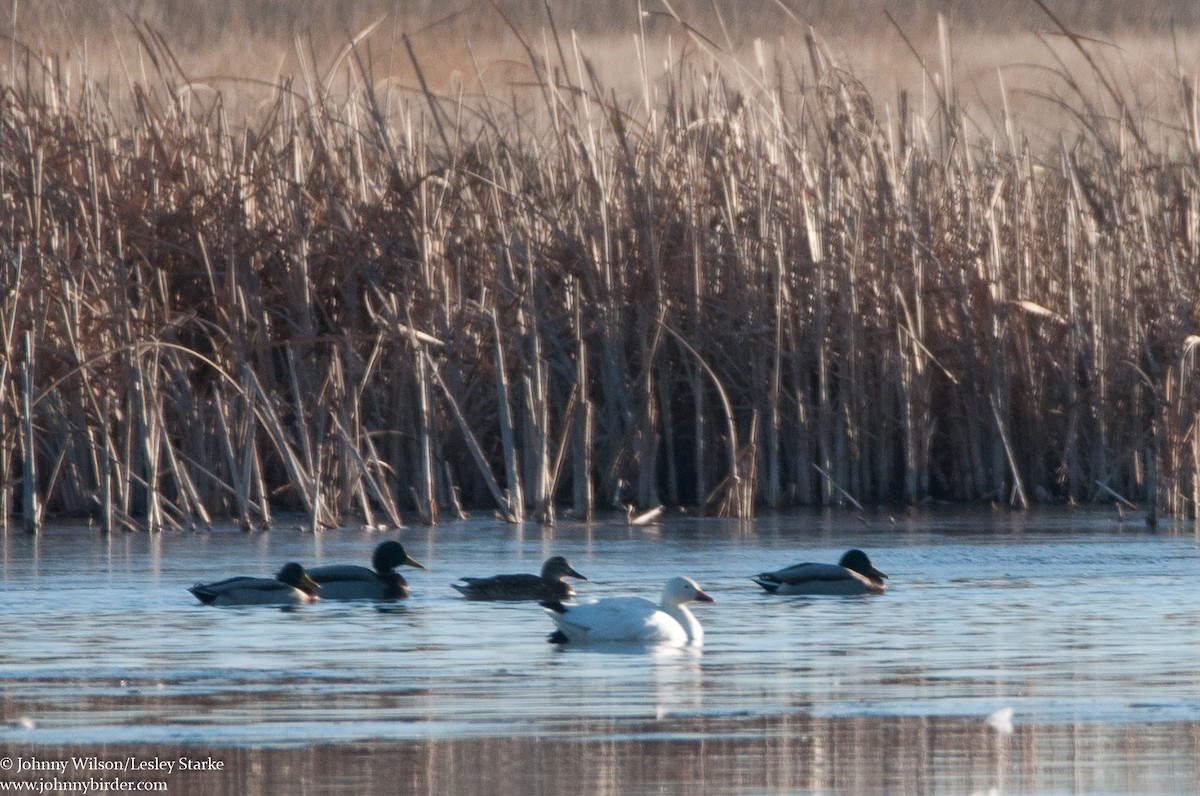 Mallard - ML246649061