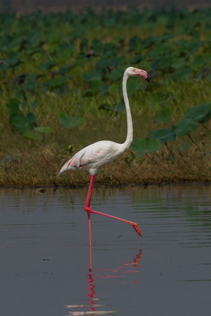 Greater Flamingo - Wich’yanan Limparungpatthanakij