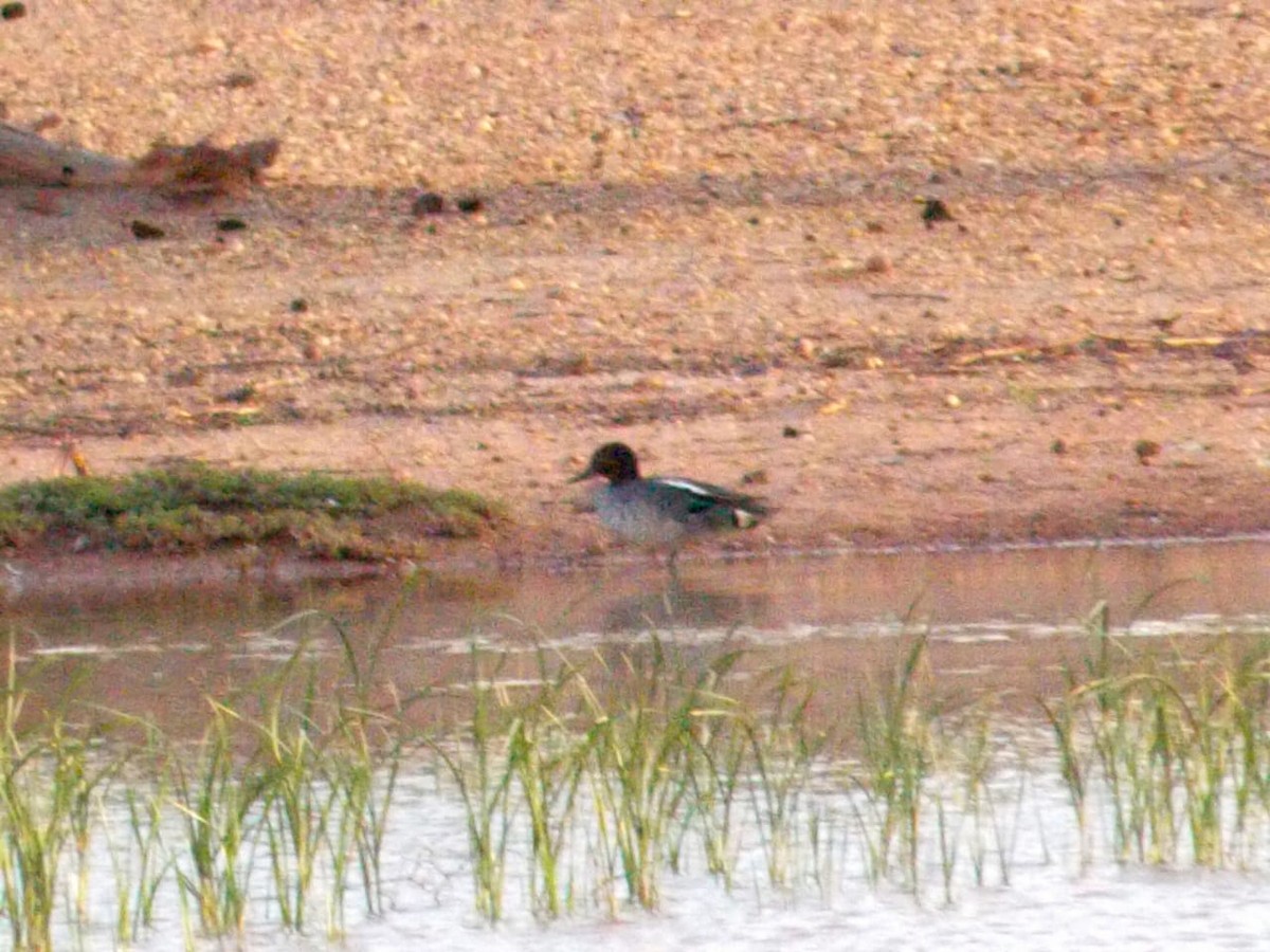 Green-winged Teal - ML246652851