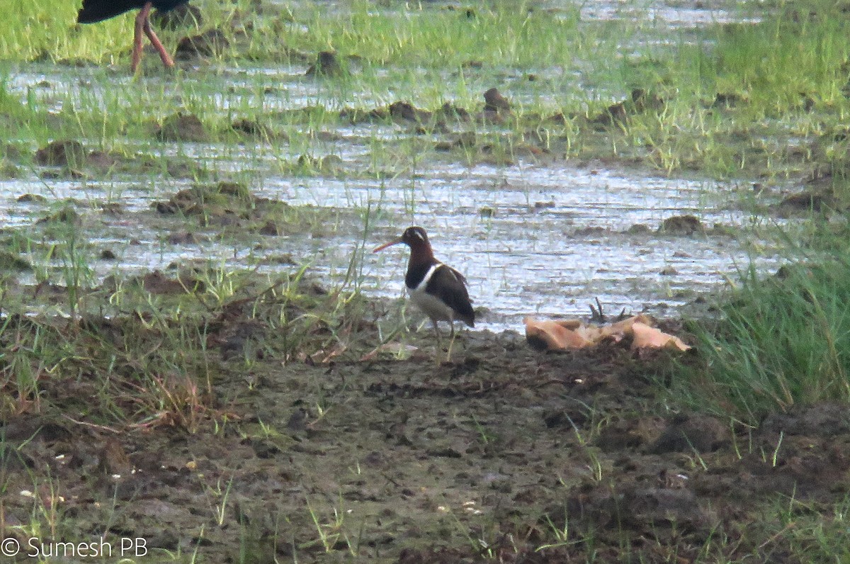 Greater Painted-Snipe - Sumesh PB