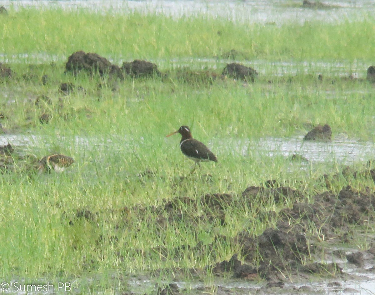 Greater Painted-Snipe - ML246653281