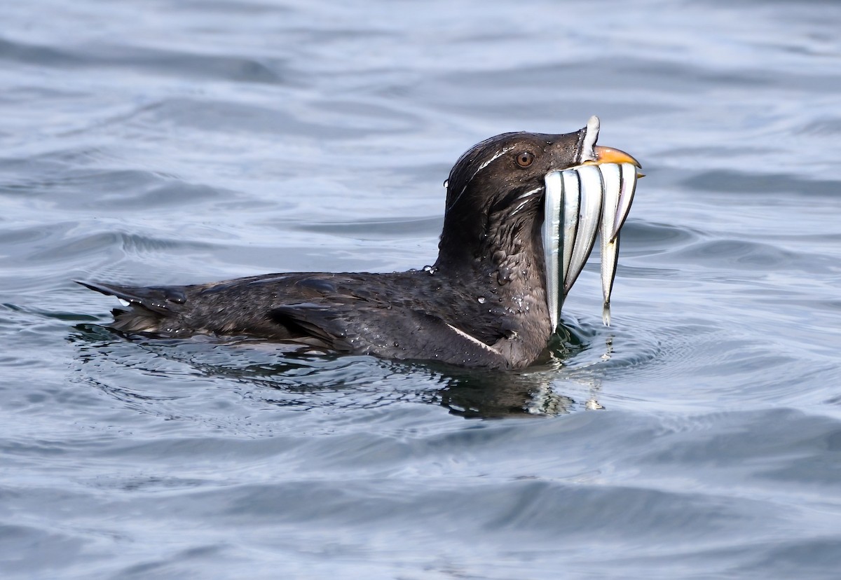 Rhinoceros Auklet - Mike Melton