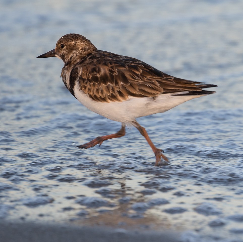 kamenáček pestrý - ML24665421