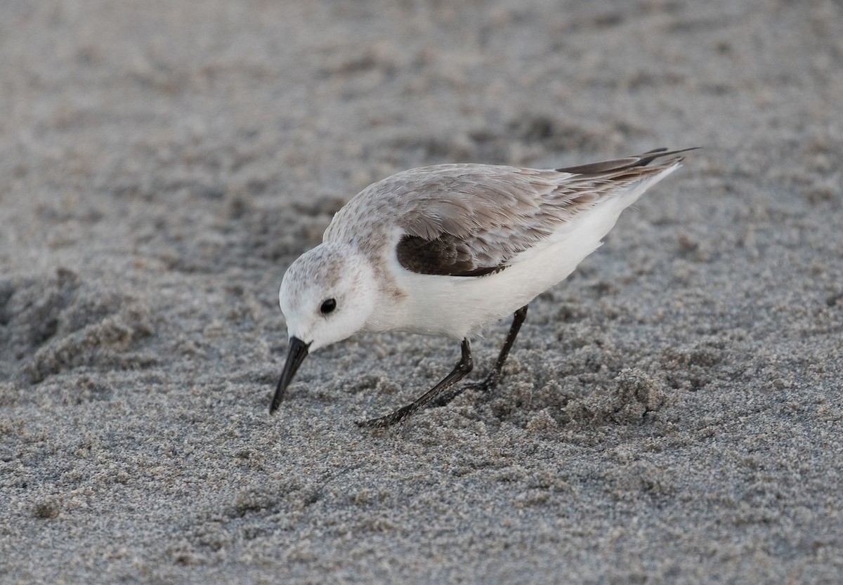 jespák písečný - ML24665511