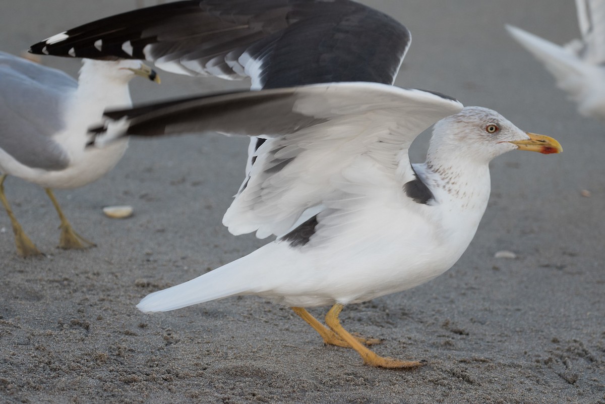 Lesser Black-backed Gull - ML24665541