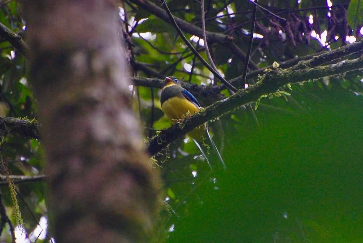 Sumatran Trogon - ML246655581