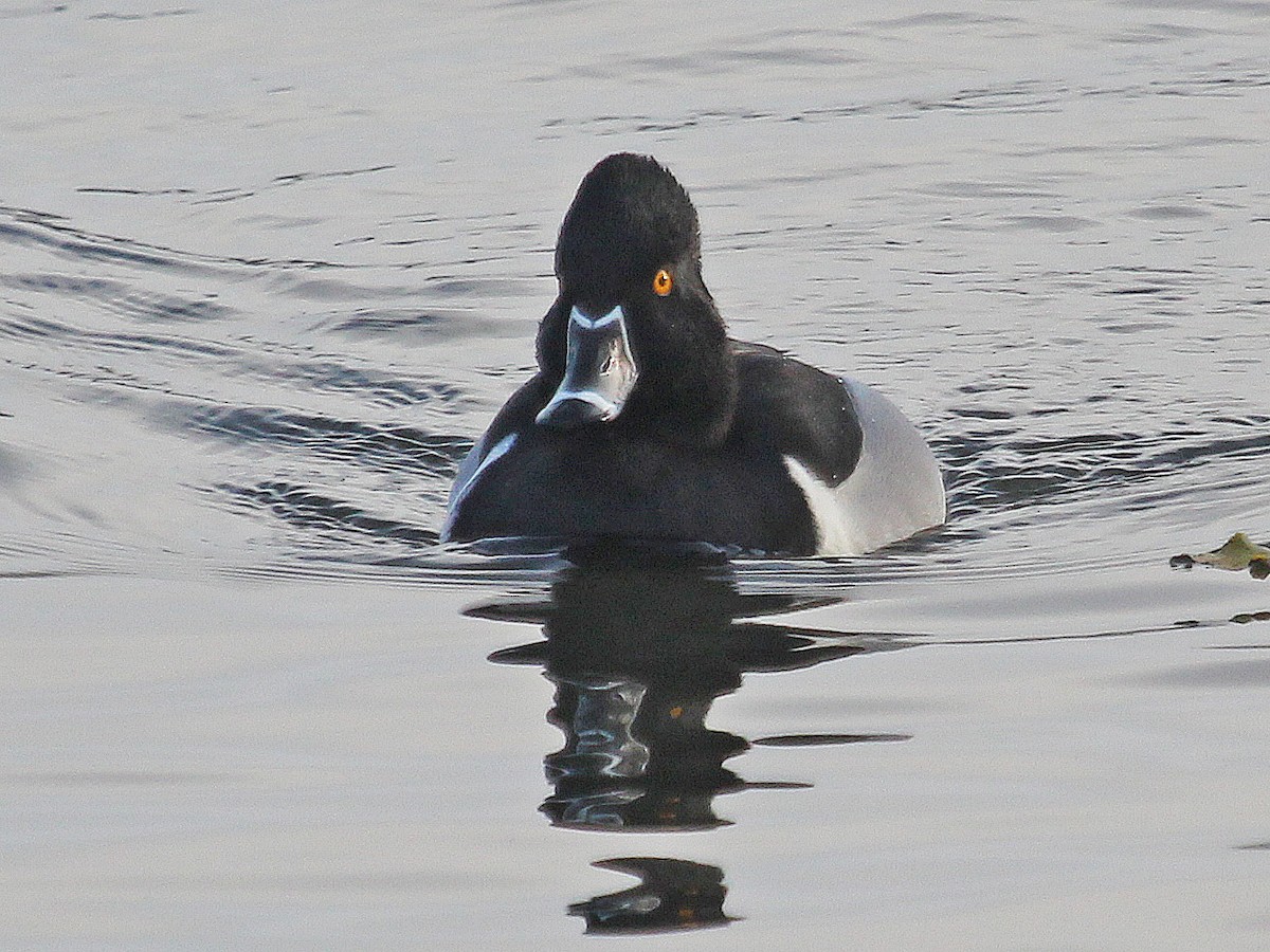 Ring-necked Duck - ML246656061