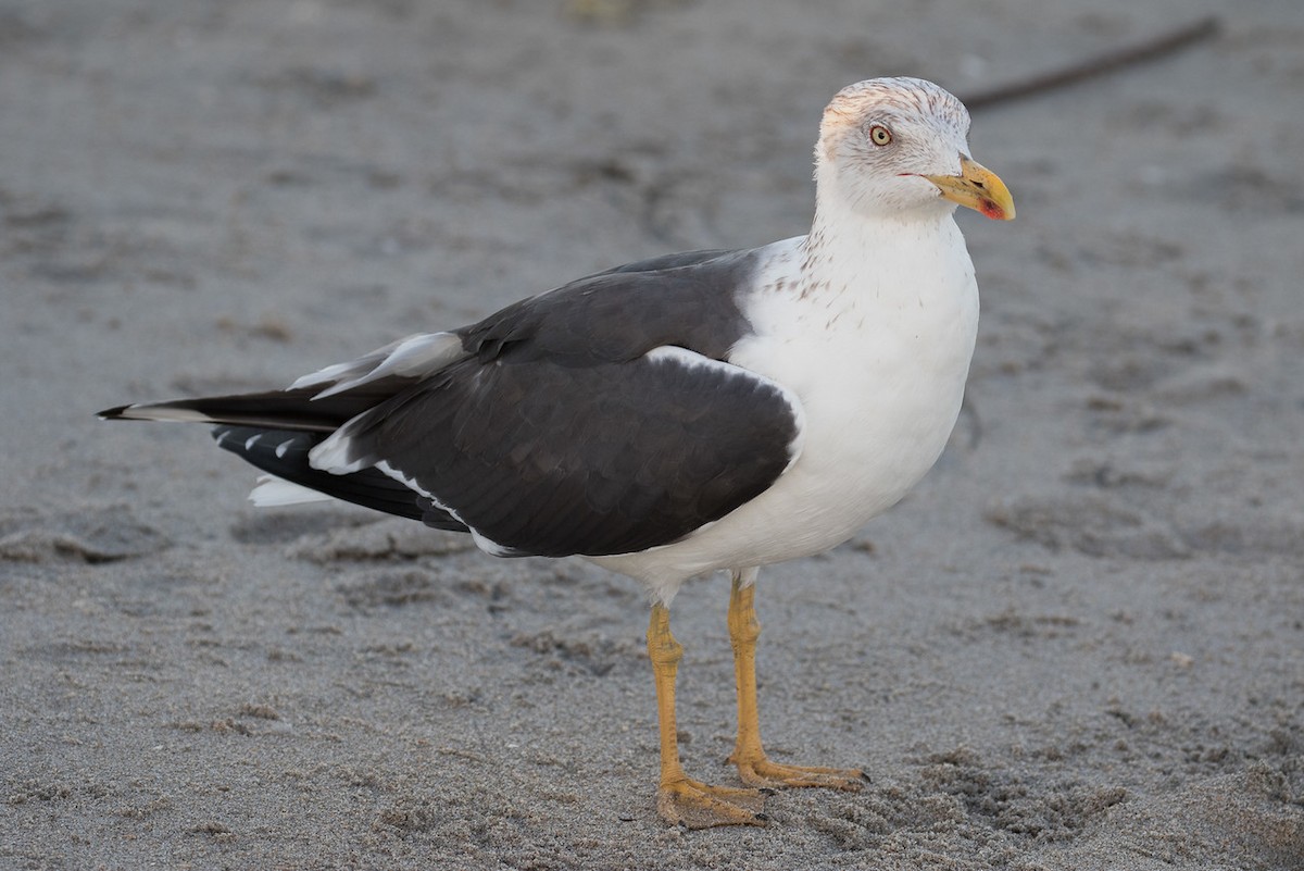 racek žlutonohý - ML24665621