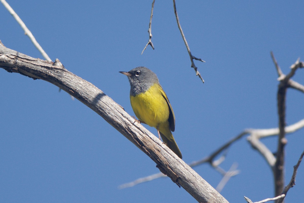 MacGillivray's Warbler - Cory Gregory