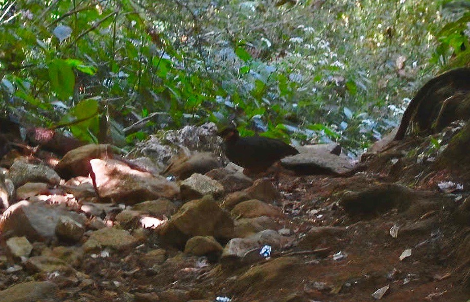 Chestnut-bellied Partridge - ML246656701