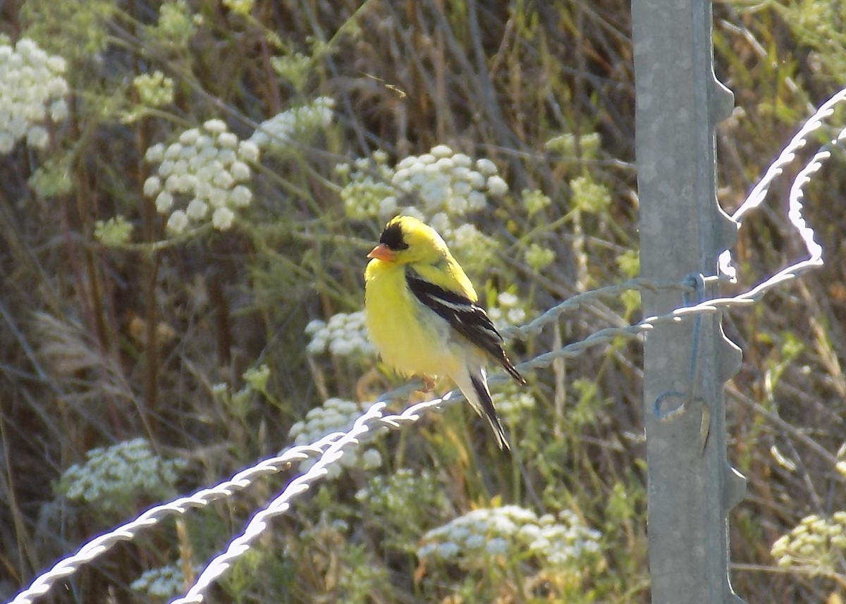 American Goldfinch - ML246657071