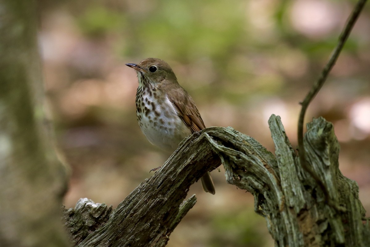 Hermit Thrush - ML246657351