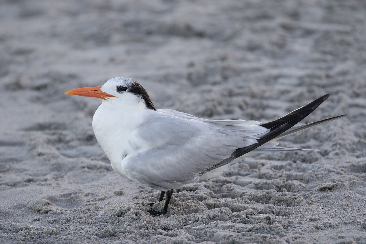 rybák královský - ML24665751