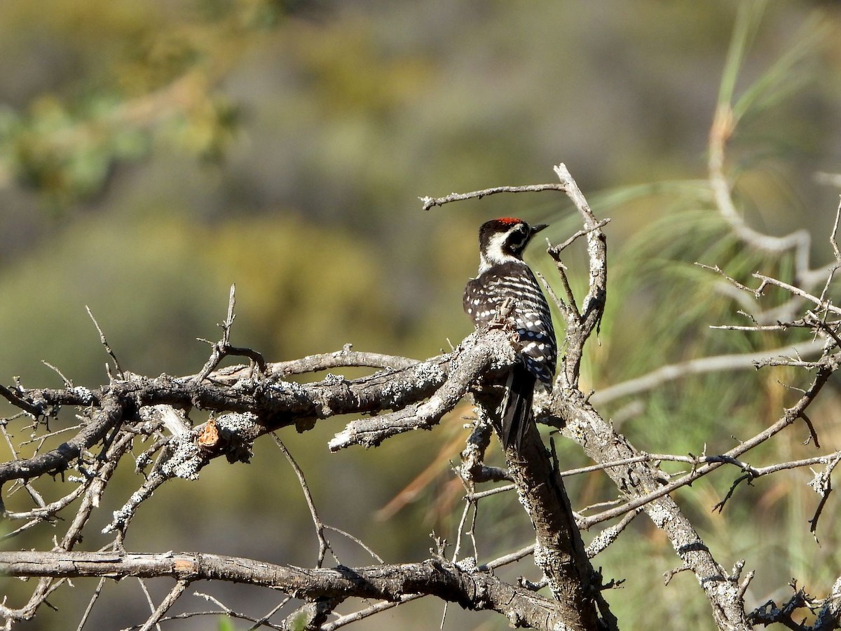 Nuttall's Woodpecker - ML246659221