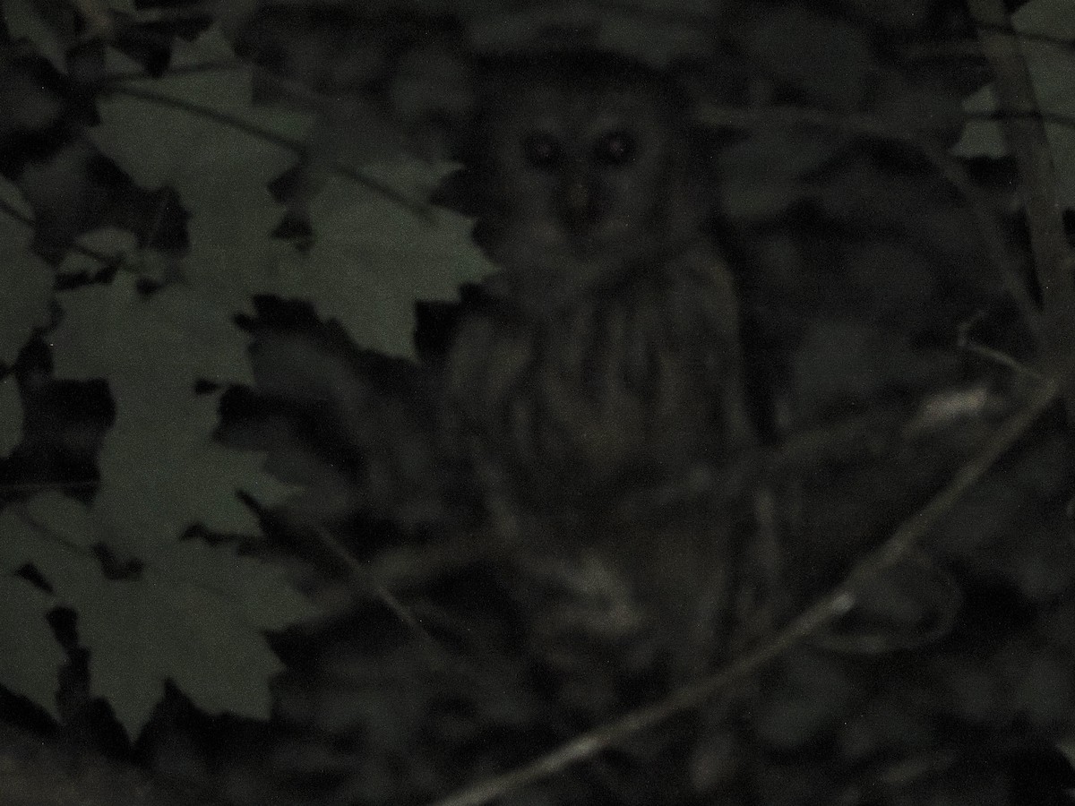 Barred Owl - ML246659771