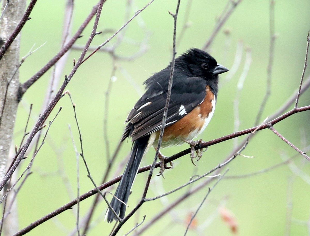 Eastern Towhee - ML246659991