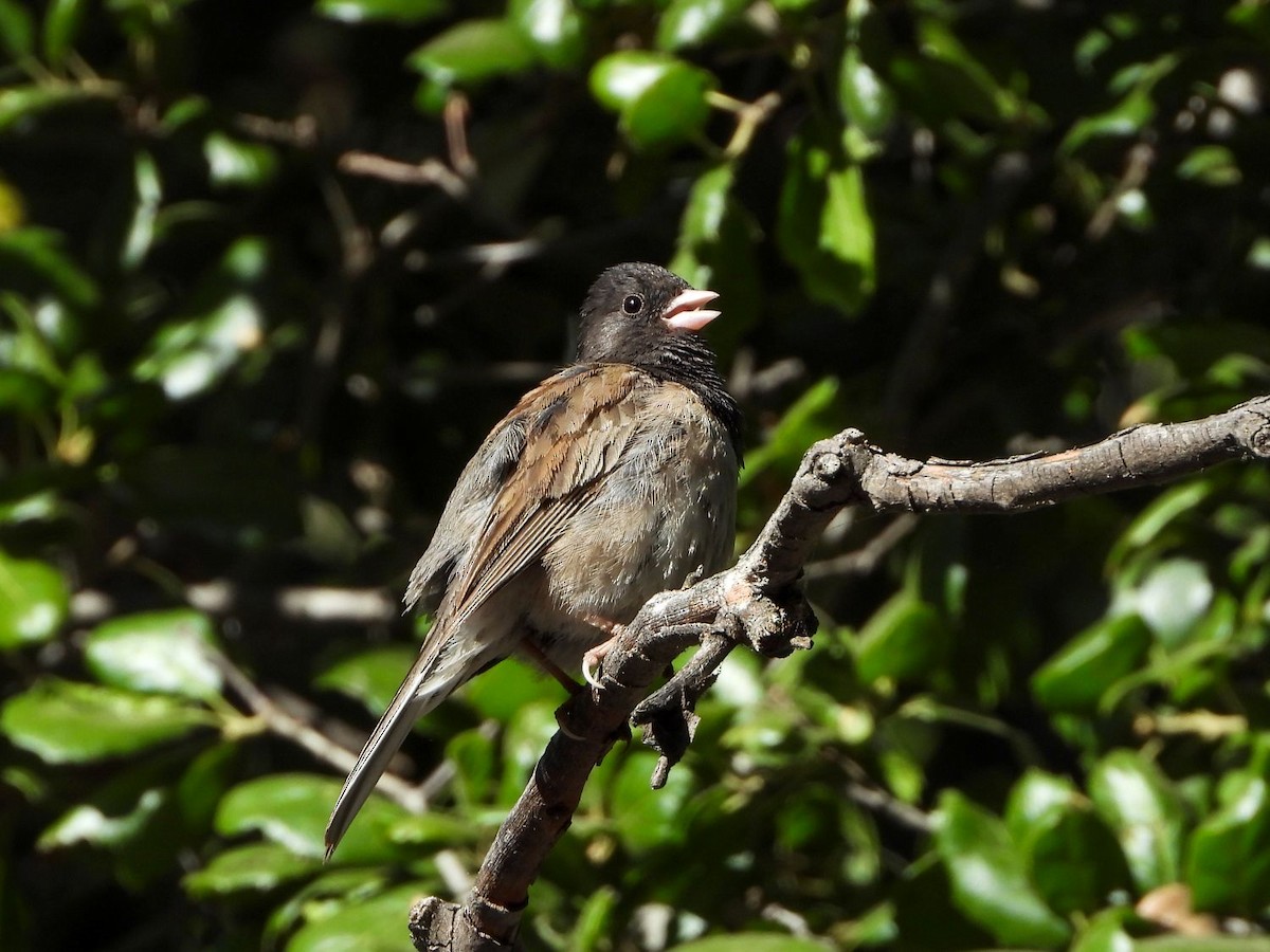 Junco Ojioscuro - ML246660341