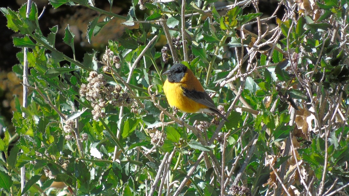 Black-hooded Sierra Finch - ML246660741