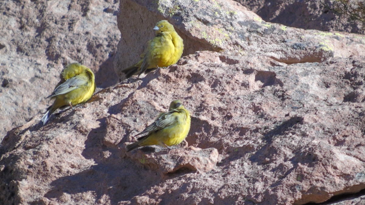 Greater Yellow-Finch - ML246660911