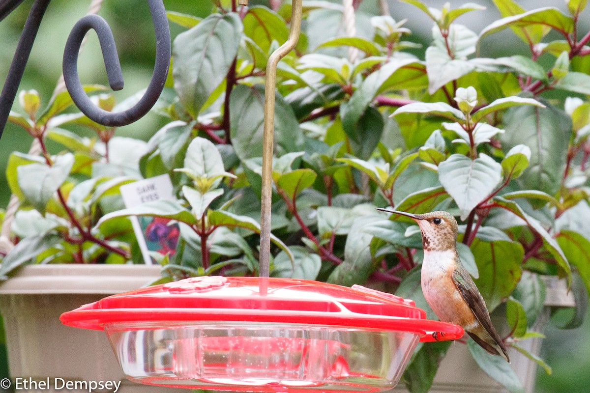 Rufous Hummingbird - ML246660951