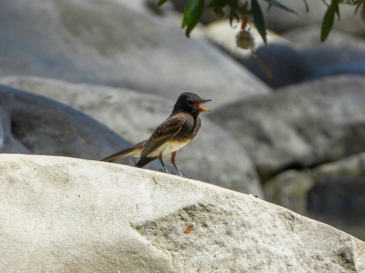 Black Phoebe - ML246661321