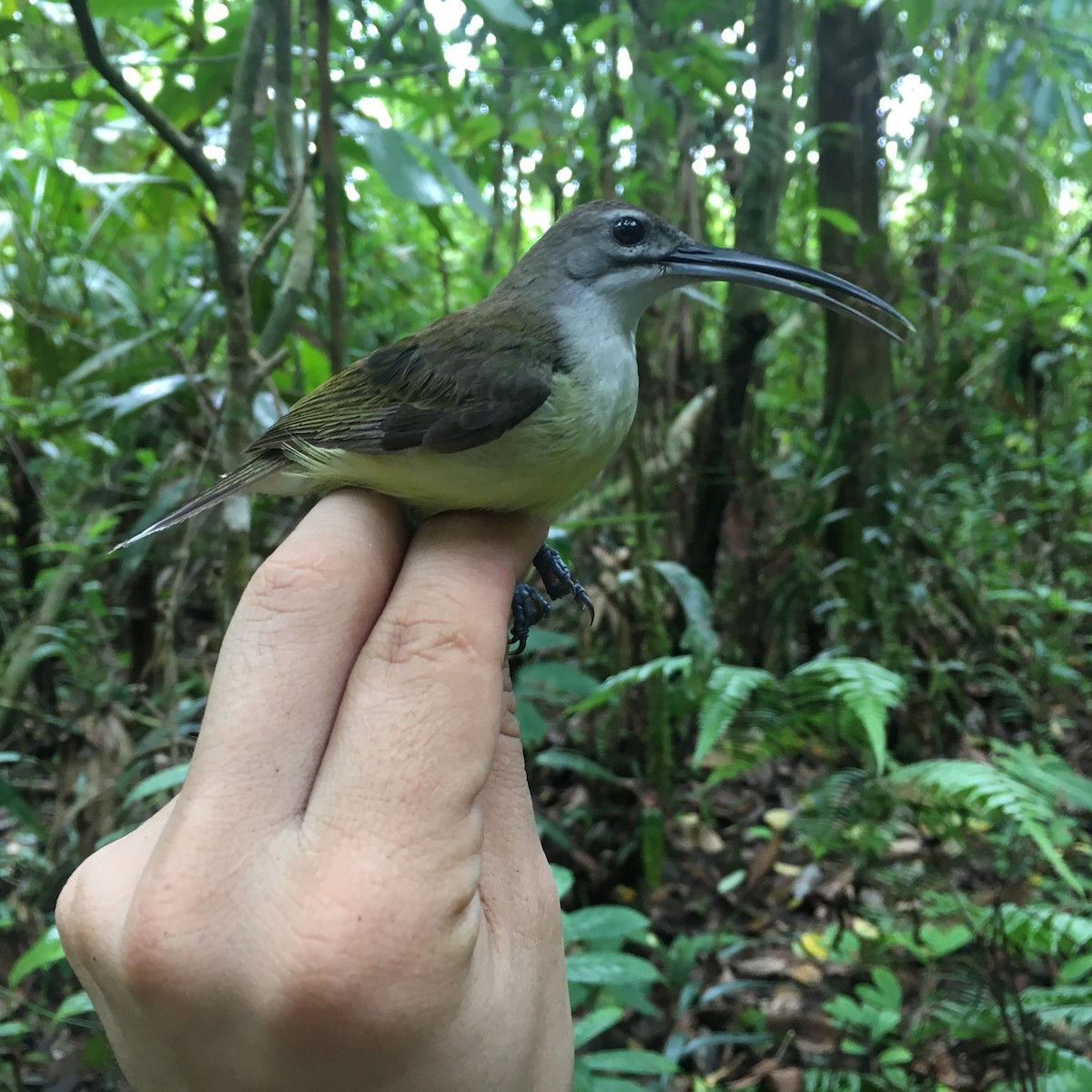 Little Spiderhunter - ML246662161