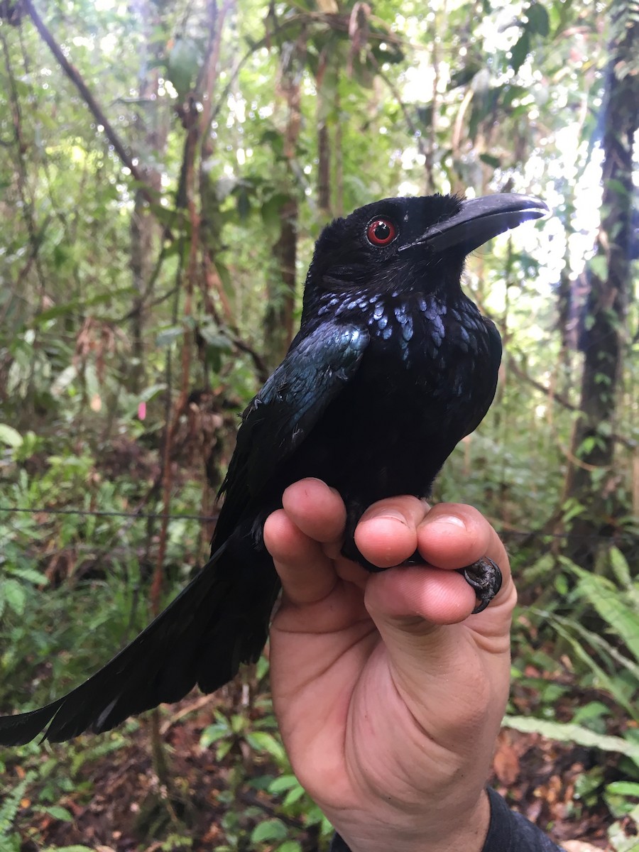 Hair-crested Drongo (Mentawai) - ML246662211