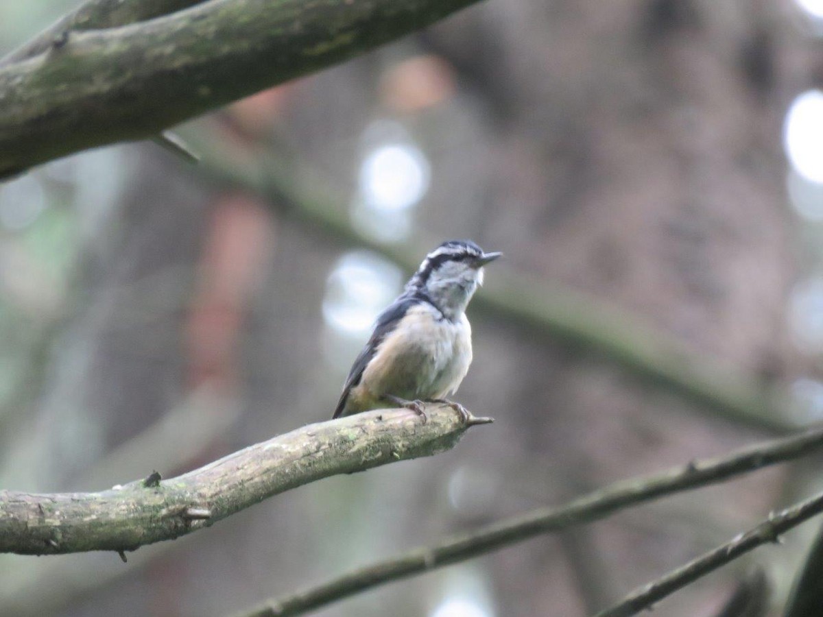 Red-breasted Nuthatch - ML246662471