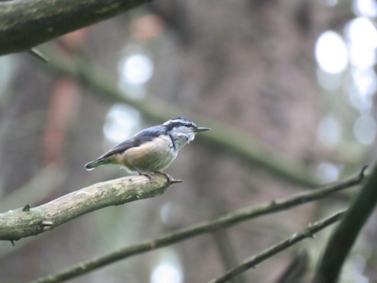 Red-breasted Nuthatch - ML246662481