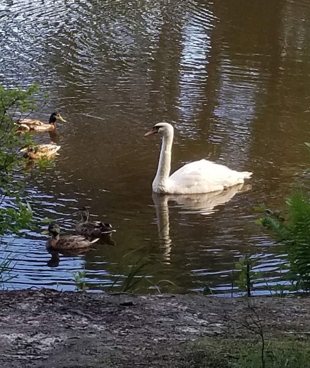 Cygne tuberculé - ML246662801