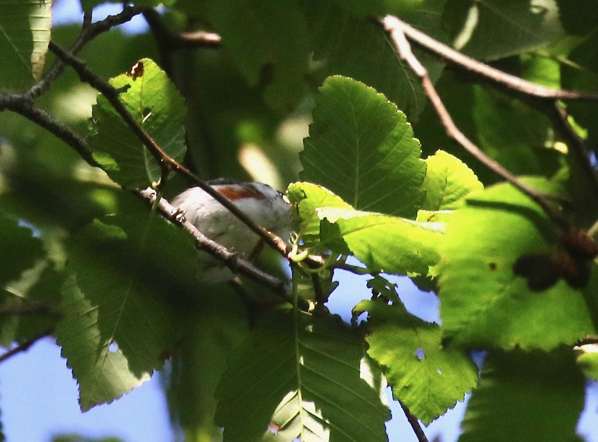 Chestnut-sided Warbler - ML246662931