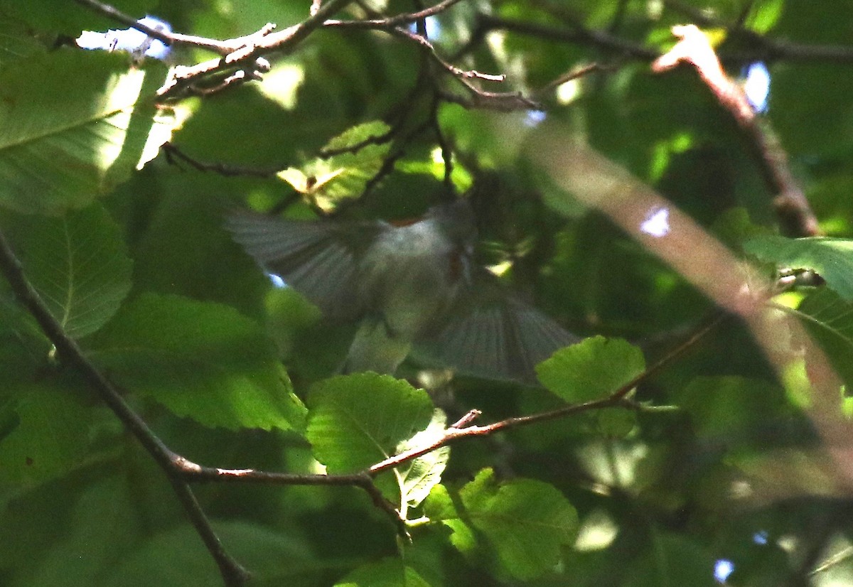 Chestnut-sided Warbler - ML246662941