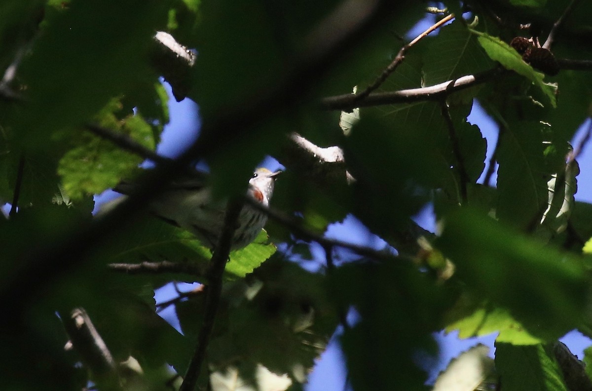 Chestnut-sided Warbler - ML246662961