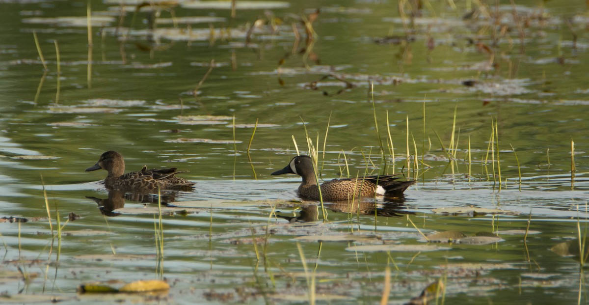 Blue-winged Teal - ML246663421