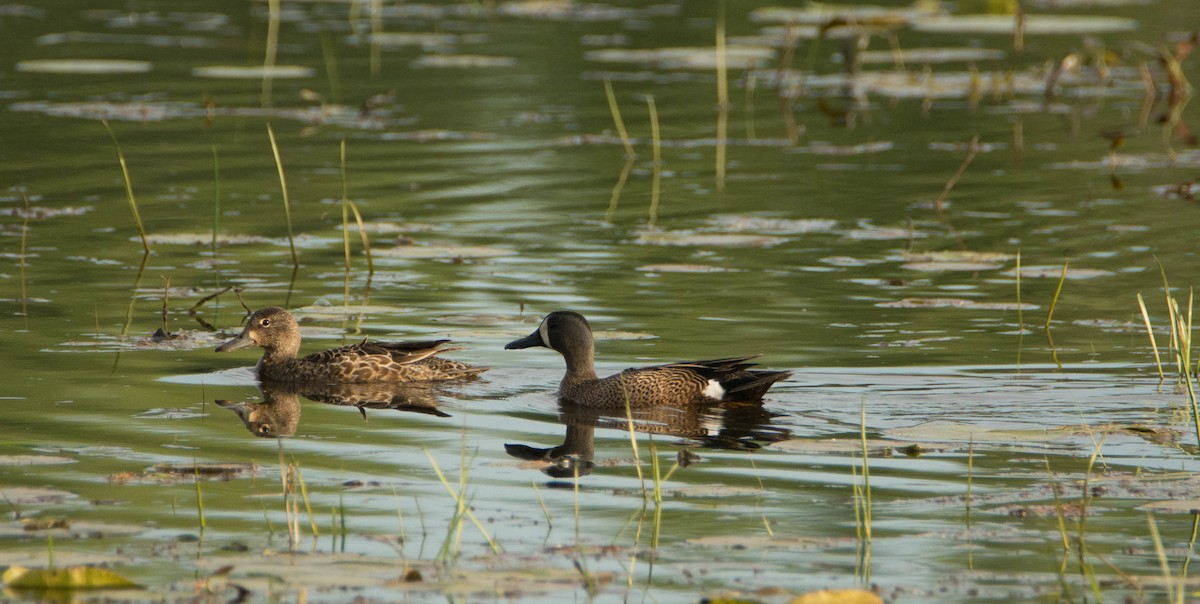 Blue-winged Teal - ML246663431