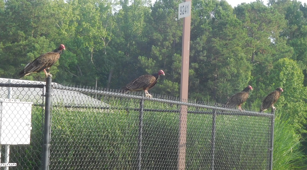 Turkey Vulture - ML246663501