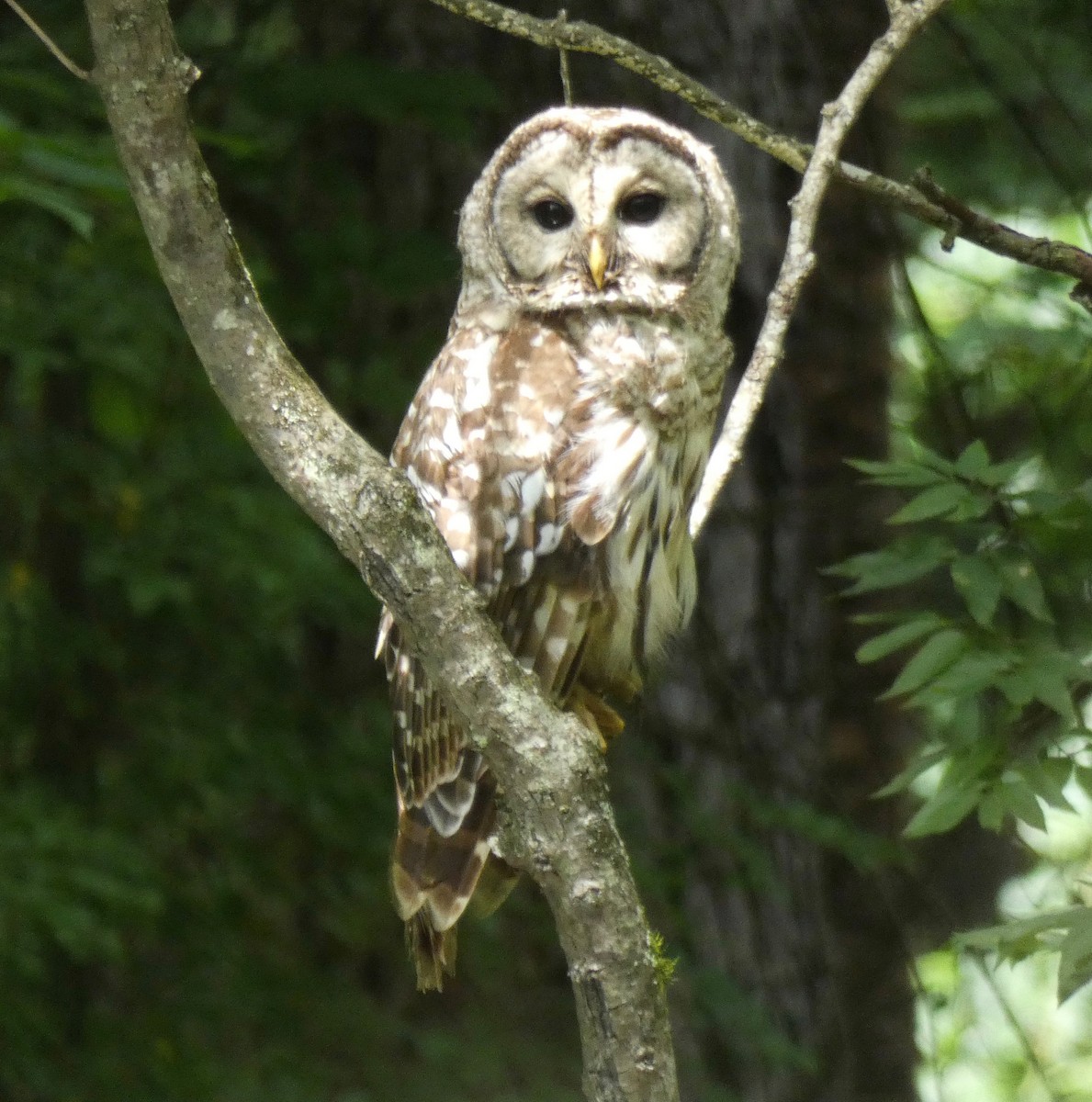 Barred Owl - ML246665081
