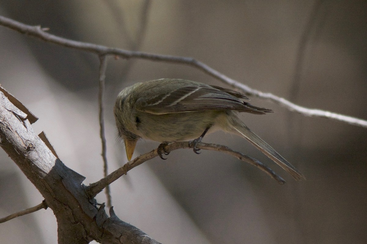 Pine Flycatcher - ML246666041