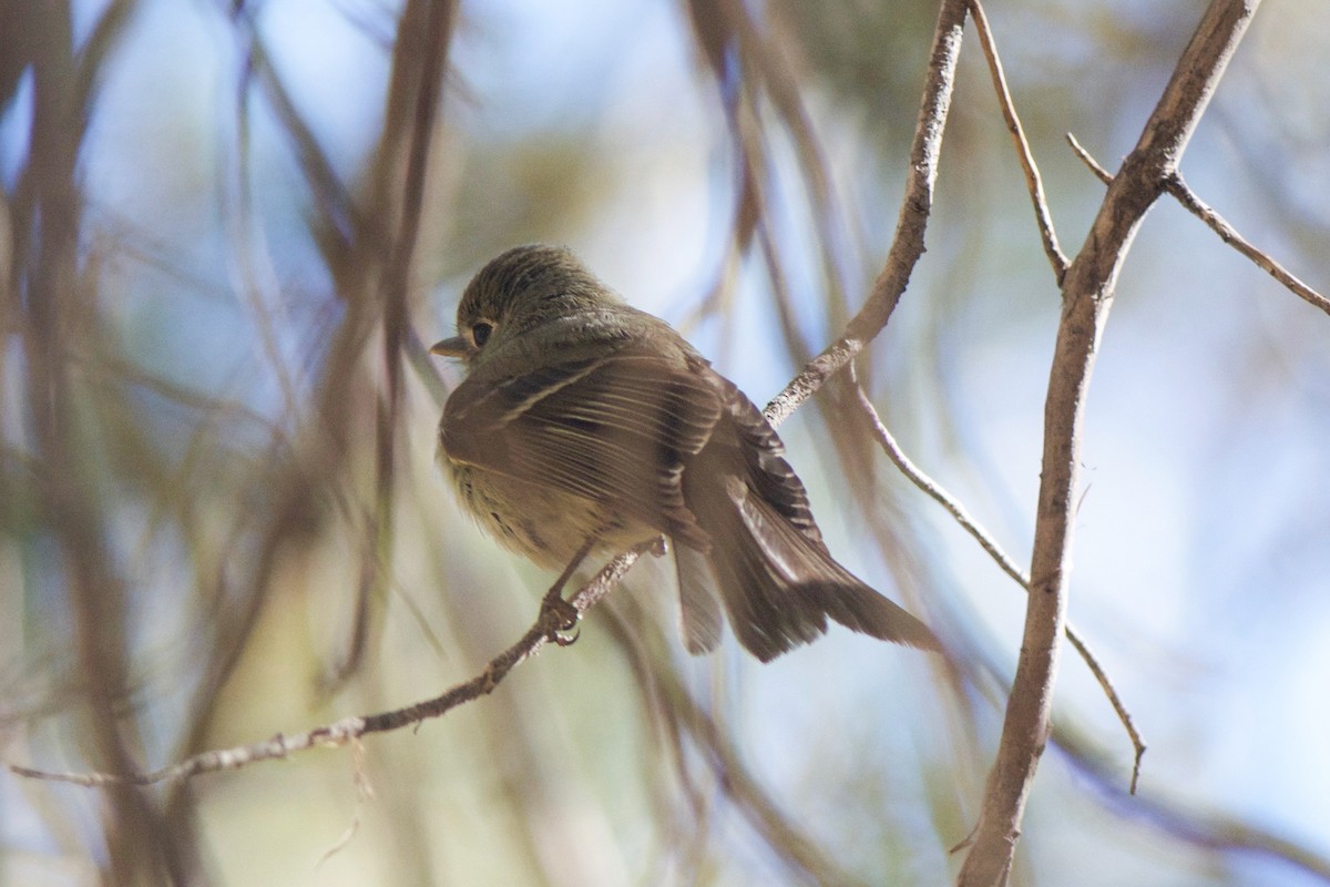 Pine Flycatcher - ML246666051