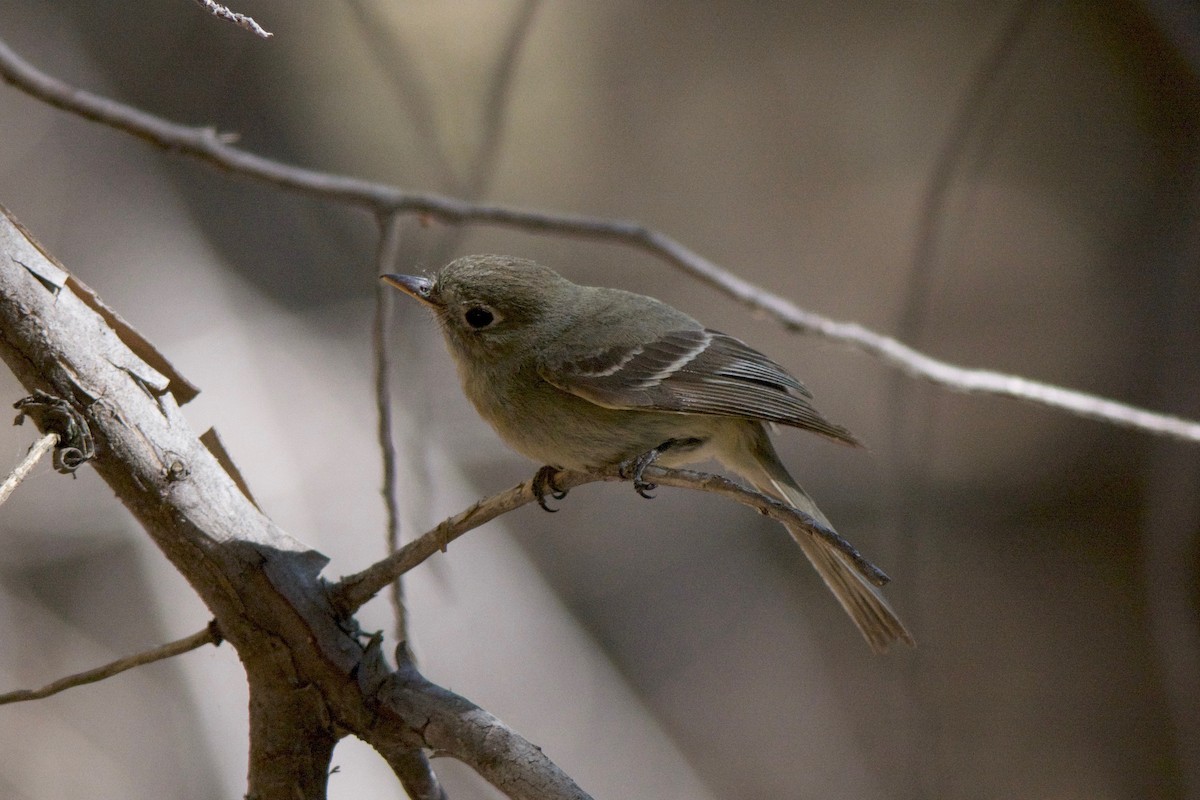 Pine Flycatcher - ML246666081