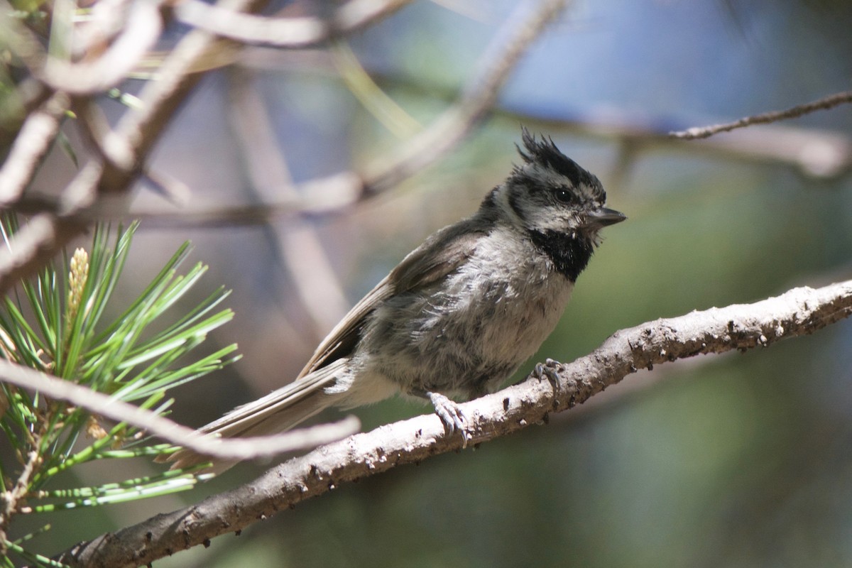 Bridled Titmouse - ML246666291