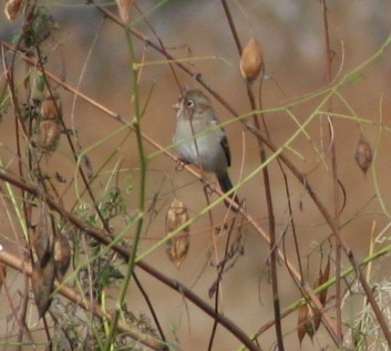 Field Sparrow - ML246666411