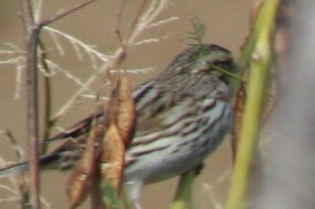 Savannah Sparrow - ML246667621