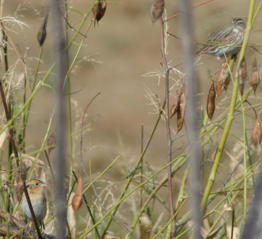 LeConte's Sparrow - ML246667891