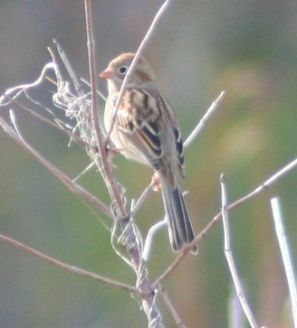 Field Sparrow - ML246668291