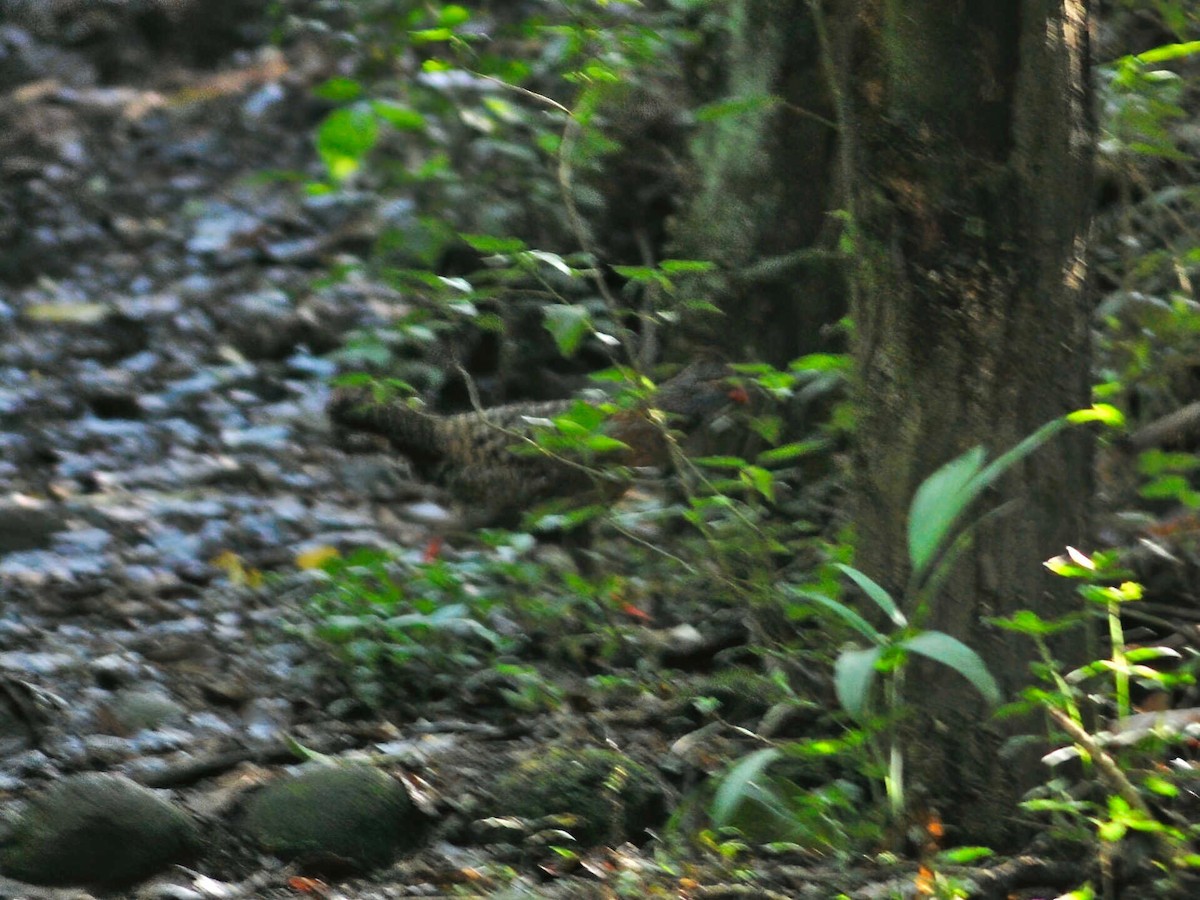 Bearded Wood-Partridge - Timo Mitzen