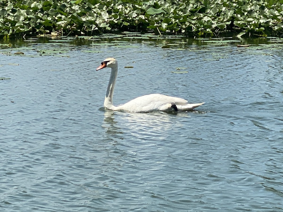 Cygne tuberculé - ML246669961